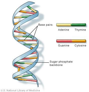The rungs that form the middle of the molecule are made up of pairs of nucleotides or nitrogen bases. Adenine (A) pairs with thymine (T), while guanine (G) always pairs with cytosine (C).