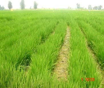 seek the possibility of growing rice in the bottom of furrows (strips) in order to increase water use efficiency of rice cultivar Sakha 104 with cropping period (135 days).