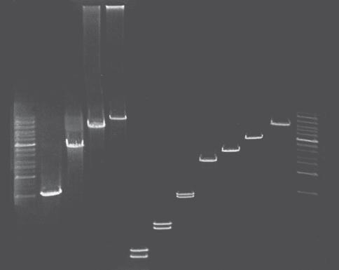 5PRIME PCR Extender System NEW!