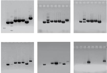 systems for long and high-fidelity PCR DESCRIPTION: High yields from complex targets with efficient amplification up to 40 kb λdna gdna M 10 20 30 40 4.8 8.5 9.