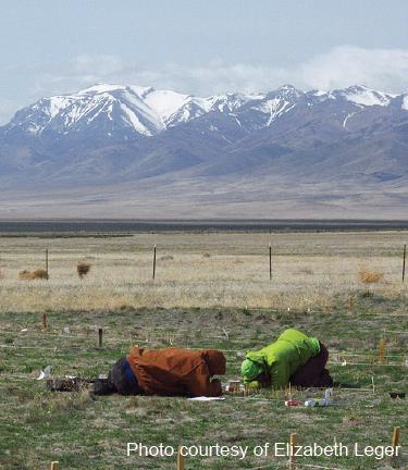 Understanding the causes and consequences of cheatgrass die-offs in the Great Basin Cheatgrass die-offs are unexplained instances of stand failure observed in areas of Nevada and