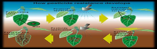 Das 121 Figure 1. Development of pesticide resistance in system independent action; two components are different and independent in action i.e. no synergistic effect, behave independently with one another.
