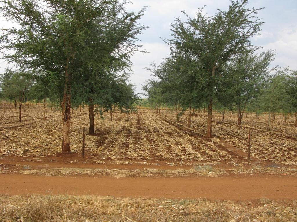 Faidherbia trees at GART in Zambia over Hoe CF Planted by CFU in 1999/2000