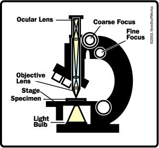 Figure 10 - Working Principle of Optical Microscope 2.