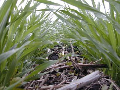 No-Till Systems No-till and direct-seeding can lead to shifts in weed species with an increase in some winter annual [e.g. narrowleaf hawksbeard (Crepis tectorum L.)] and perennial [e.g. dandelion (Taraxacum officinale Weber in Wiggers)] weeds being documented in western Canada 3,10.
