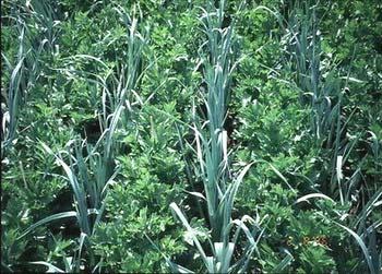 Cover crops Cover crops are often included in crop rotations. They generally establish quickly and create a dense canopy, preventing weeds from taking over.