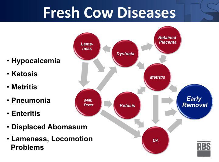 Therefore, we often see major incidences of fresh cow disease in cohorts of cows that transitioned during summer months that had lower feed intakes and struggled with overcrowded transition pens that