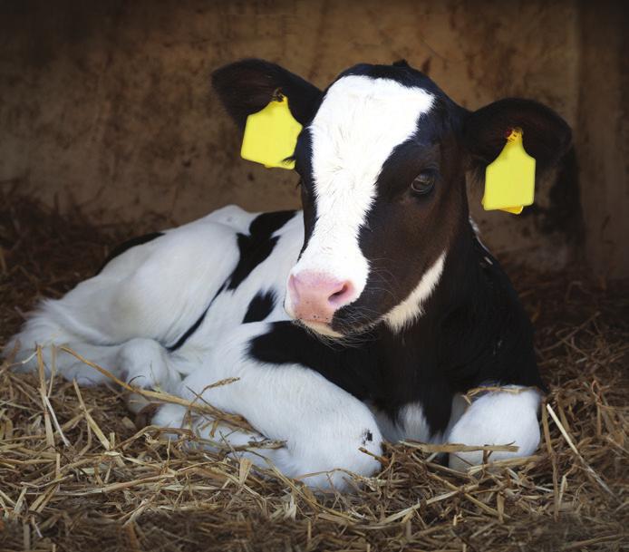 However, the risk was highest when associated with calving abnormalities.