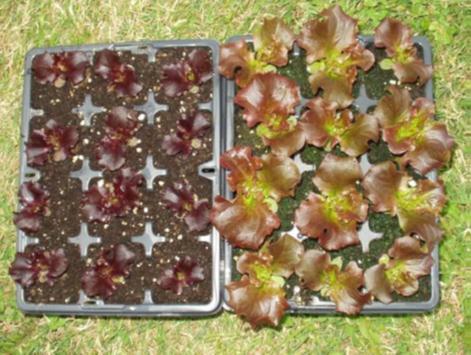 Plate 4.1. Lollo Rosso lettuce grown with full UV (left) and without UV (right), plate courtesy of Dr Fred Davis, University of Reading. Figure 4.2.