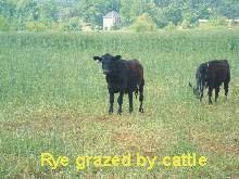 Example systems Short-term grazing of