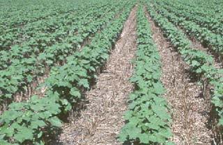 Cropping issues and their scale of investigation Field level Tillage choice Plant population Fertilizer rate / timing Pest control Root level Fertility Compaction Pests Beneficials National level