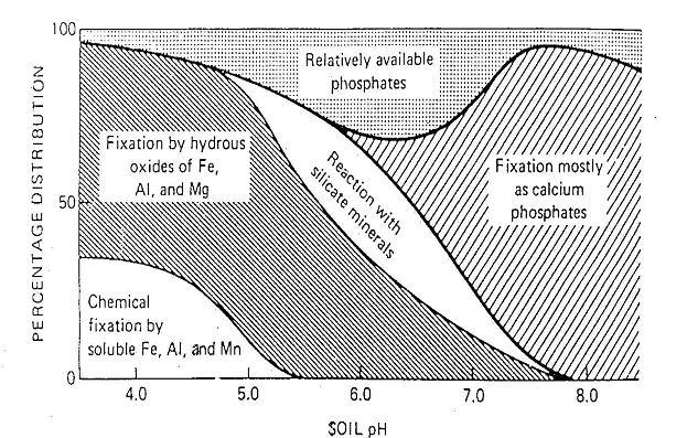 Phosphorus removal in soils Phosphorus forms in soil dependent on ph Fe 3 (PO 4 ) 2 AlPO 4 Brady Ca 3 (PO 4 ) 2 Small buried