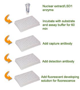 Schematic Procedure for Using the EpiQuik Histone Demethylase LSD1 Activity/Inhibition Assay Kit PROTOCOL 1.