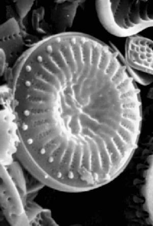 Diatoms are good indicators of environmental change Diatoms are algae: single-celled aquatic plants Species are