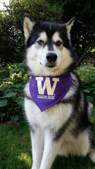 Connect with Huskies > Attend a Fair Large, all major fairs Large, college-level fairs