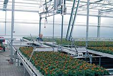 Semi-automatic shifting devices allow the moving of plants directly inside the cultivation areas.