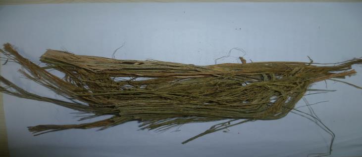 purposes. Some researchers have used different parts of industrial hemp (hemp core and hemp bast fibers) for papermaking (He and Liu 2010, 2011; Barbera et al.