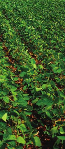Introducing FarmShift: Future of Soybeans As the potential to grow soybeans becomes a reality in a wider and wider geography moving west and north, how will farmers react to this emerging opportunity