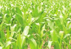 And Introducing FarmShift: Future of Corn Also on the horizon is the potential for increased presence of corn on more fields and in more areas of western Canada.