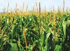 Methodology FarmShift: Future of Soybeans and FarmShift: Future of Corn are a series of six focus groups with growers in key growing areas where corn and/or soybeans have momentum and potential.