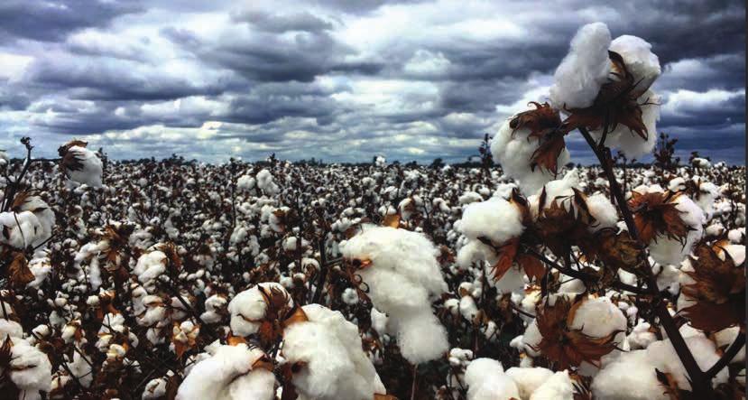 FARM FACTS Cotton (continued) Australian cotton to the world market In a normal year, Australia s cotton growers produce enough cotton to clothe 500 million people.