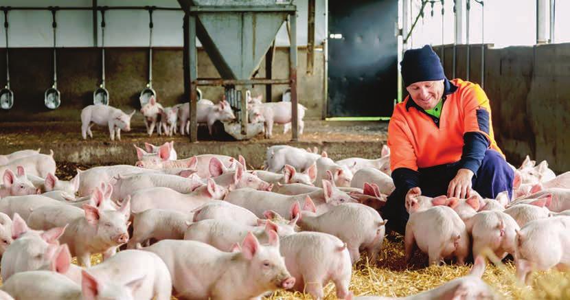 The Australian pig herd is free from many serious viral and bacterial diseases afflicting other pork producing countries.