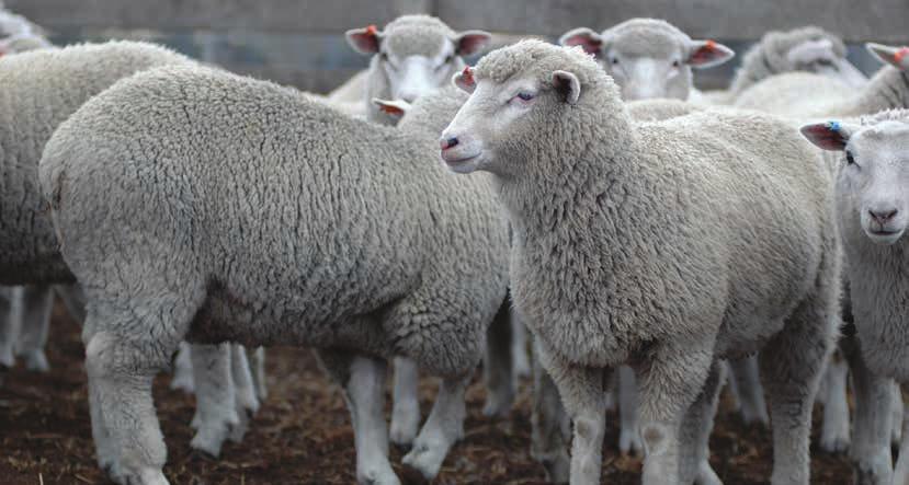 FARM FACTS Sheep meat (continued) In 2015 16, about 50% of the sheep meat Australia produced was exported, with the remaining used for domestic consumption.