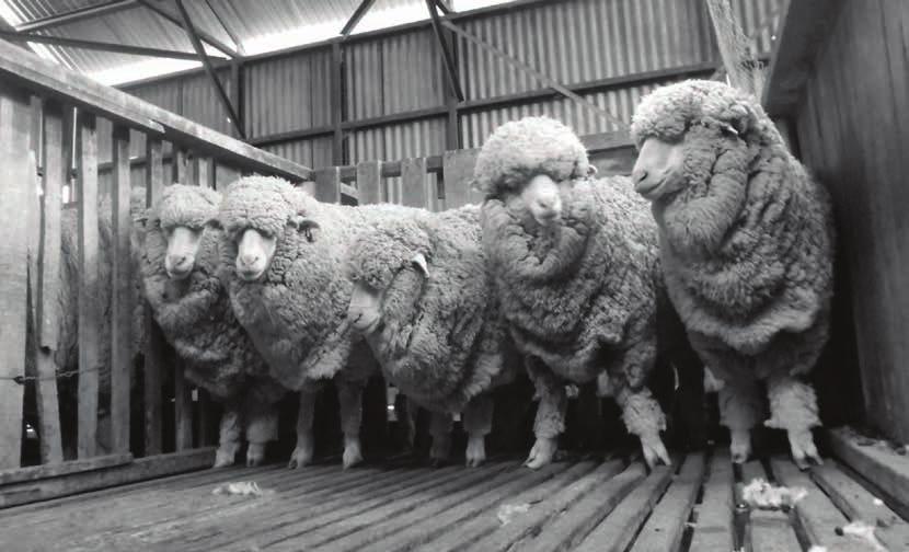 Australian wool to the world market In 2015 16, the value of Australian wool exports was $3.281 billion. The major markets for Australian wool (by value) are China ($2.