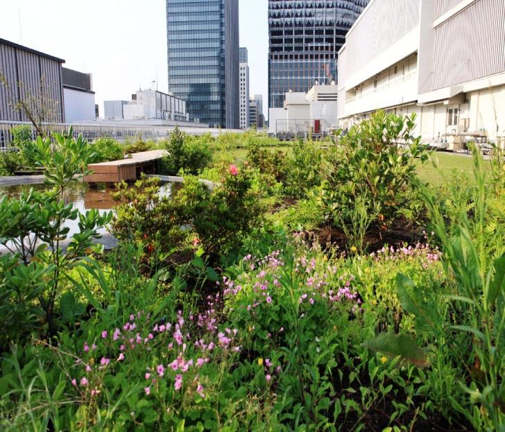 6-fold increase in area of green rooftops (2002 2008 2008)