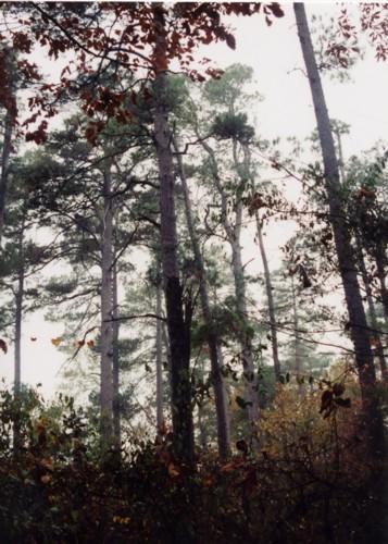 Arkansas forests expected to change dramatically: East to be overtaken