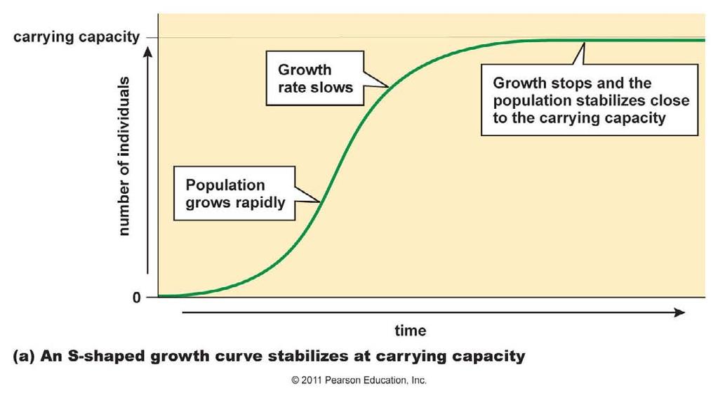 The carrying capacity (K) is the maximum population size that can be sustained for an extended