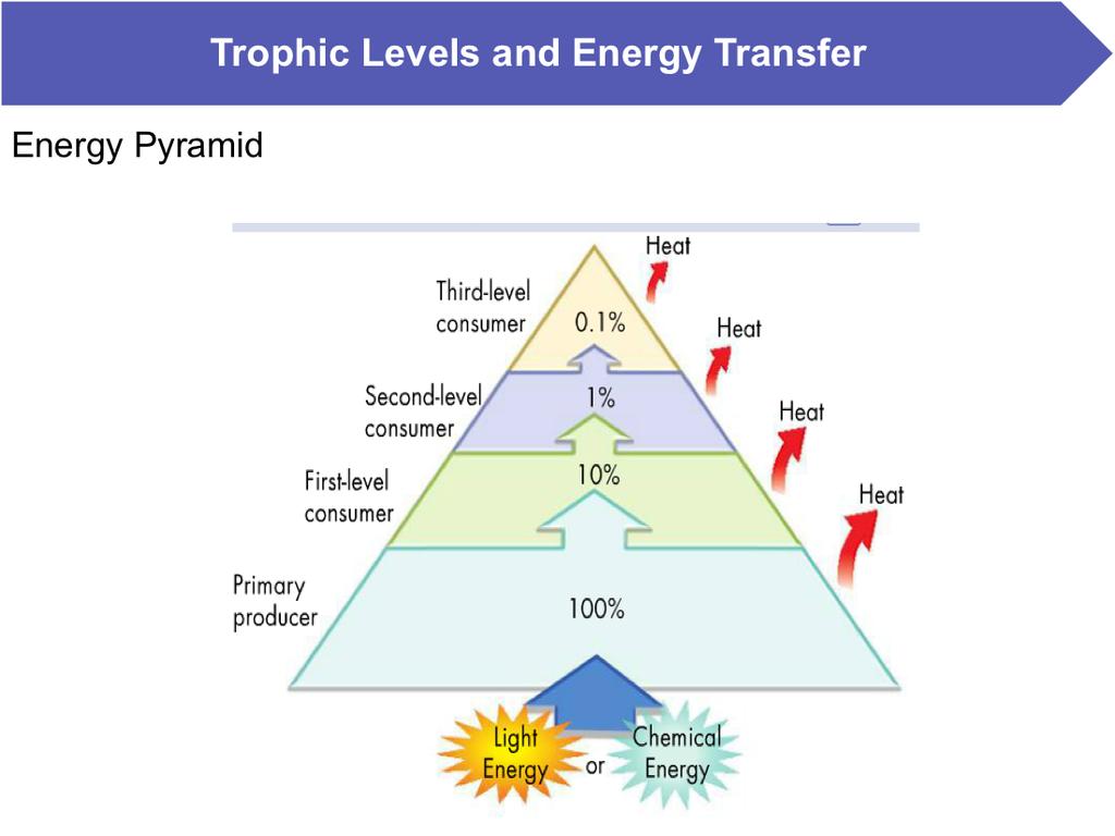 1. Pyramid of Energy: shows rela>ve amounts of available energy at each level of a food chain/web * only about 10% of the energy available in one trophic level makes it to the next.