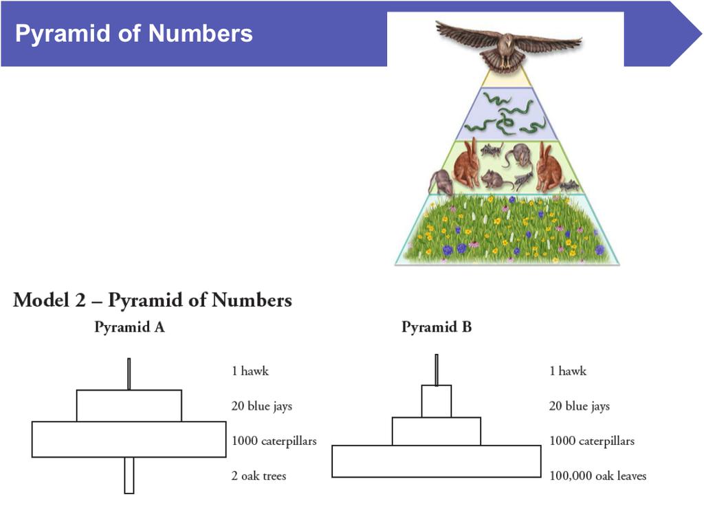 1. Compare and contrast the two pyramids in Model 2. List at least two similari>es and two differences. Both have the same organisms in the same trophic levels.