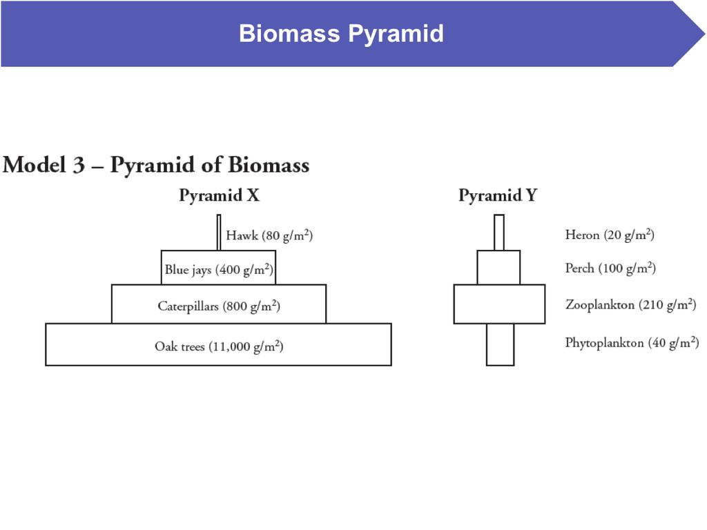 1. Biomass is measured as grams of dry mass within an area. What is the mass of the oak trees in Pyramid X of Model 3? 11,000 2. What is the mass of the phytoplankton in Pyramid Y of Model 3? 40 3.