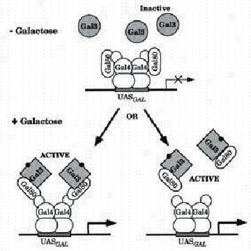KEYWORDS: yeast two hybrid, molecular interactions, galactose metabolism Special section on techniques: Yeast Two Hybrid Assay: A Fishing Tale Solmaz Sobhanifar Pathology, University of British