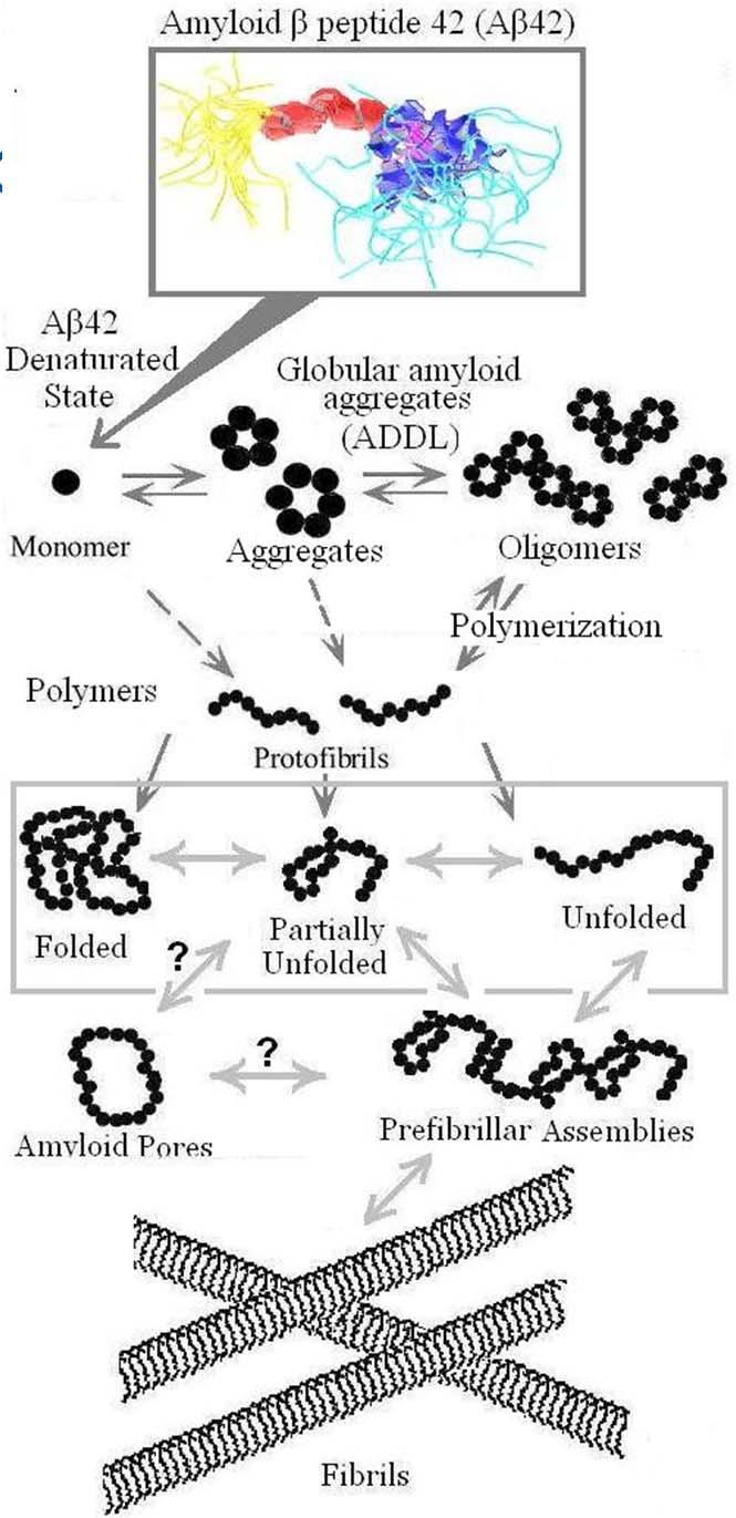Alzheimer s Disease Nanotechnology: Early detection of AD through nanotechnology Sequential formation of globular amyloid aggregates RECENT PUBLICATIONS: Nanotechnology Building Blocks for