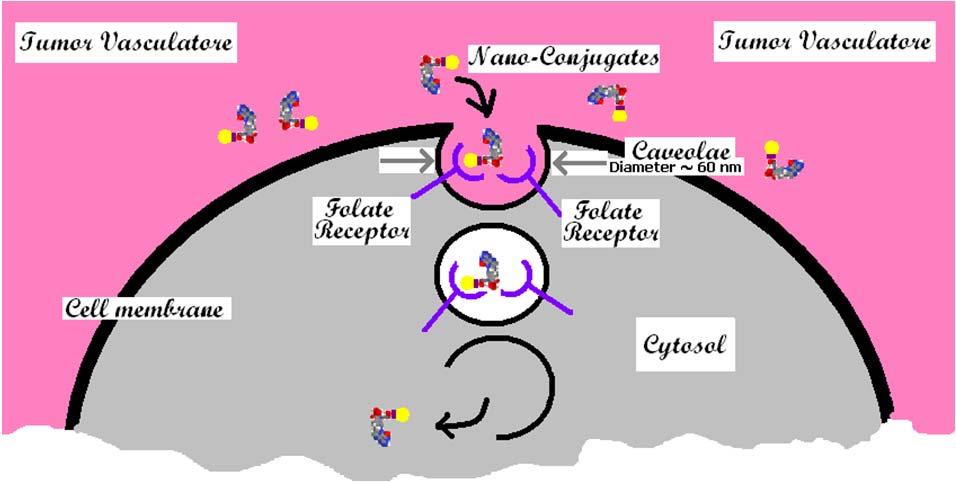 1016/j.physe.2009.10.039. Cancerous Cells Targeting and Destruction Using Folate Conjugated Gold Nanoparticles Dynamic Biochemistry, Process Biotechnology and Molecular Biology, Vol. 4, 2010.