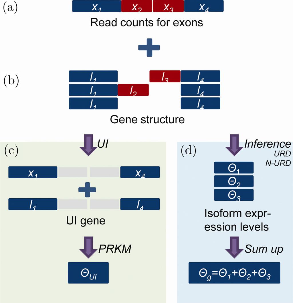 180 X. Wang, Z. Wu & X. Zhang Fig. 1. The two unbiased methods for gene expression level estimation. (a) The observation in RNA-seq data is the read counts for each exon in a gene.