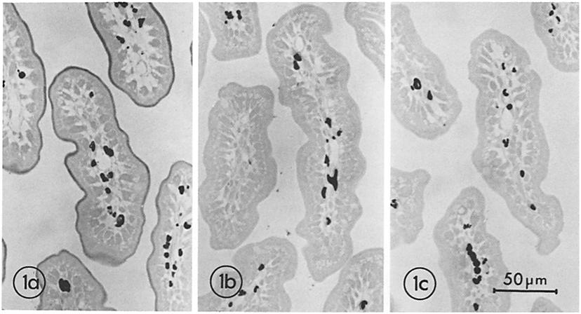 FIGURE 1 Light micrographs of neonatal jejunum exposed to peroxidase conjugates. Sections have cut the villi obliquely near their tips. Sections are unstained except for peroxidase reaction product.