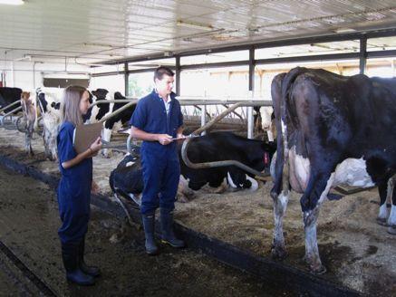 " Studies 2 and 3: We hypothesize that those free-stall housed cows that lie down very quickly after