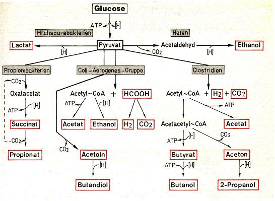 Metabolism Aerobic metabolism Anaerobic metabolism (Biogas) Source: