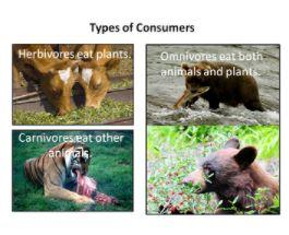 , carnivores, and omnivores. All animals are consumers and depend on other organisms for food. Study Guide: All living things need food.