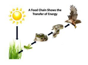 Food chains and food webs are the energy pathways within an ecosystem. A food chain shows how each living thing gets its food.