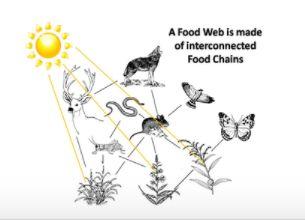 food for humans, bacteria, or flies. Each of those flies might be connected to frogs, microbes, or spiders.