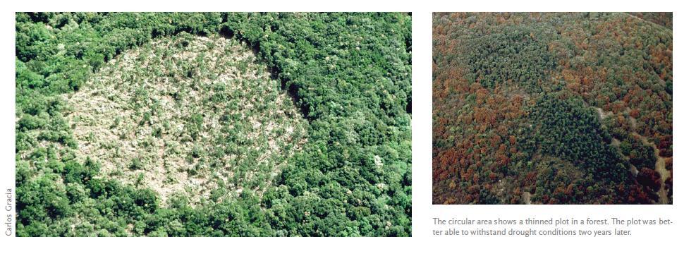 Photo:Carlos Gracia Adaptive management Prades Managers are recommended to follow a more intensive management which reduces canopy density.