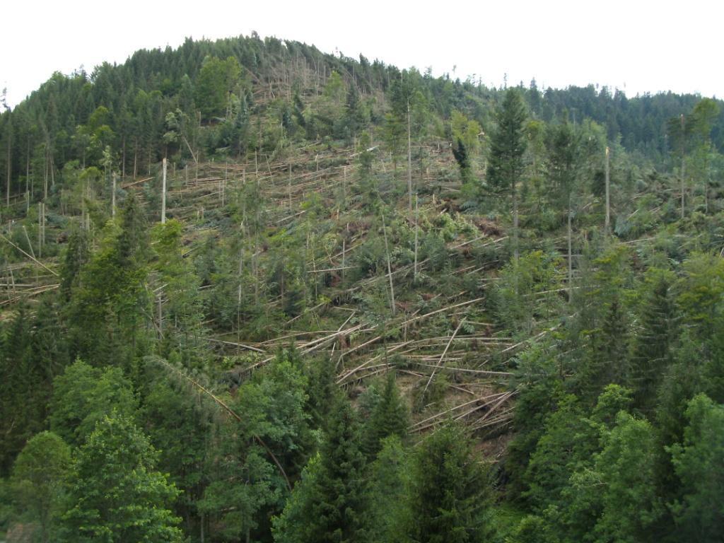 Photo:Thomas Nissen Climate Change Challenge: Norway spruce stands are susceptible to increasing occurrence of drought and disturbances such as bark beetle attacks In the region climate change