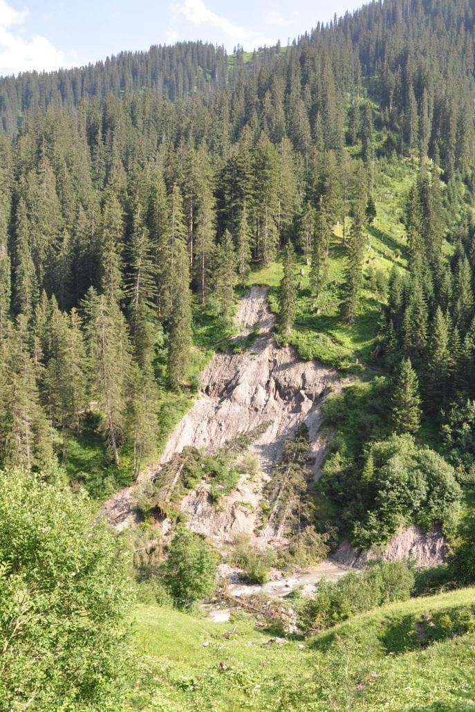 Climate Challenge: Due to the high share of Norway spruce in the forests of the Montafon, timber production, as well as protection against gravitational hazards are likely to be negatively affected