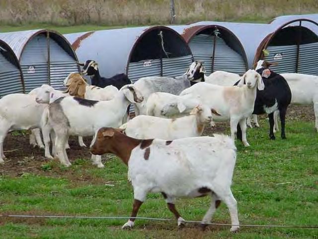 Feeding Goats, End of Pasture Season Consider supplementing with a small grains pasture Stockpiled fescue