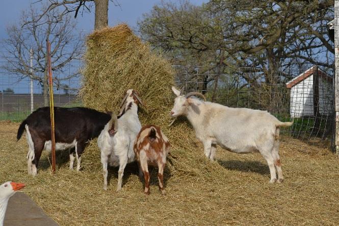 Goats require hay, which is roughage,