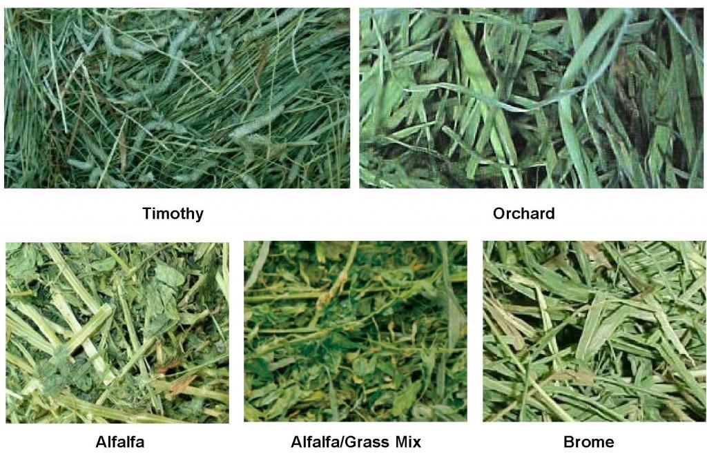 Types of HAY Timothy Orchard Grass Alfalfa